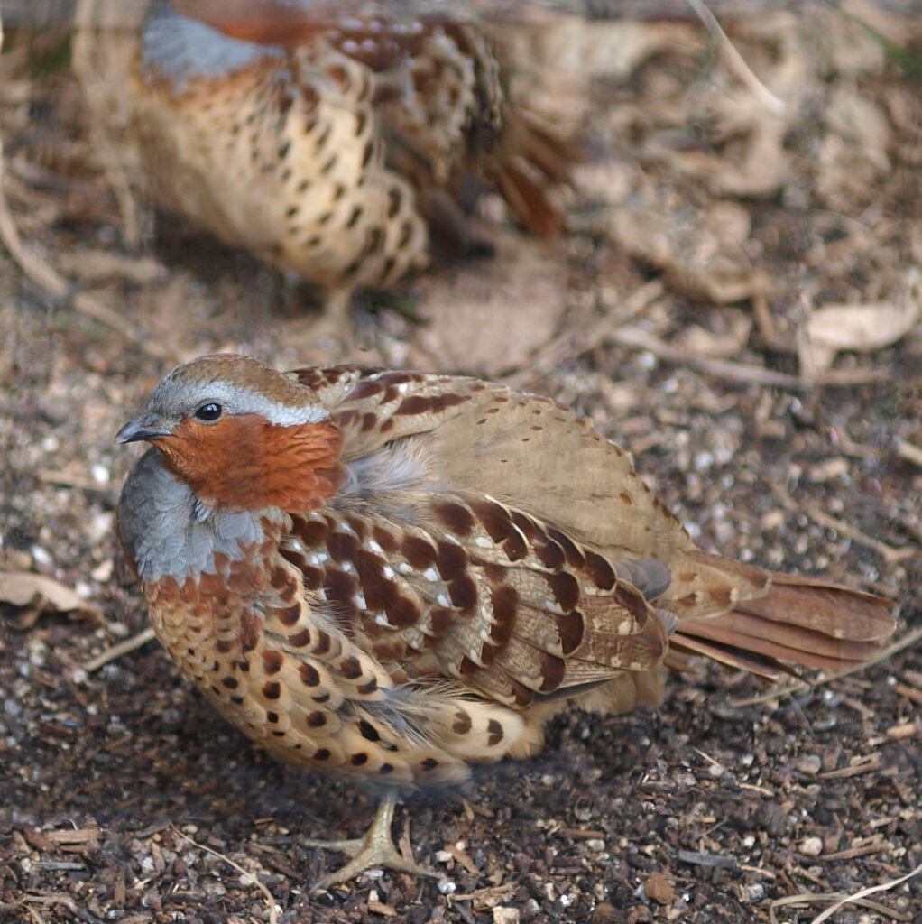 Chinese Bamboo Partridge