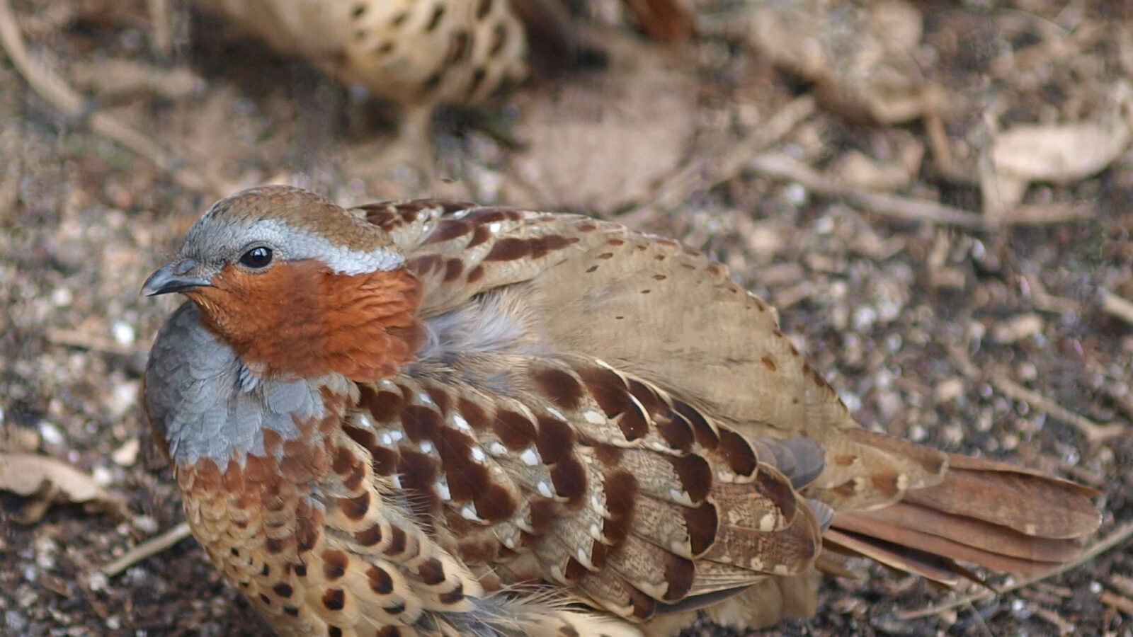 Chinese Bamboo Partridge