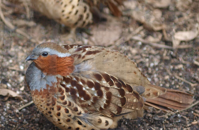 Chinese Bamboo Partridge