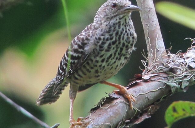 Band-backed Wren