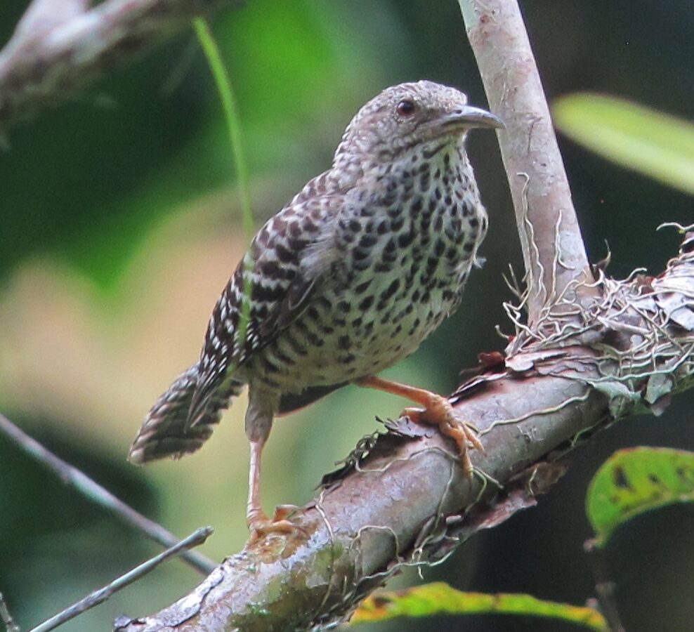 Band-backed Wren