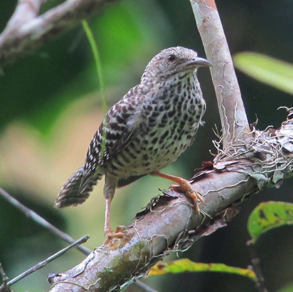 Band-backed Wren