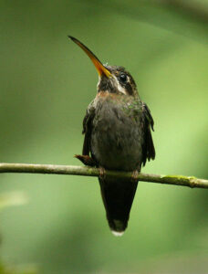 Band-tailed Barbthroat