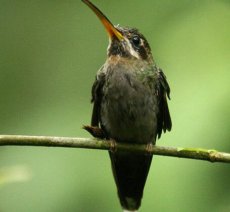 Band-tailed Barbthroat