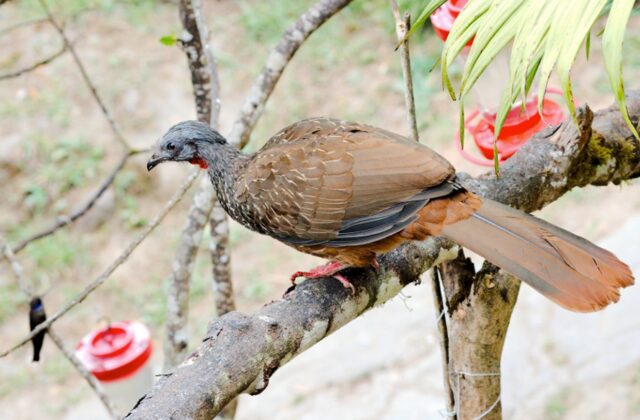 Band-tailed Guan