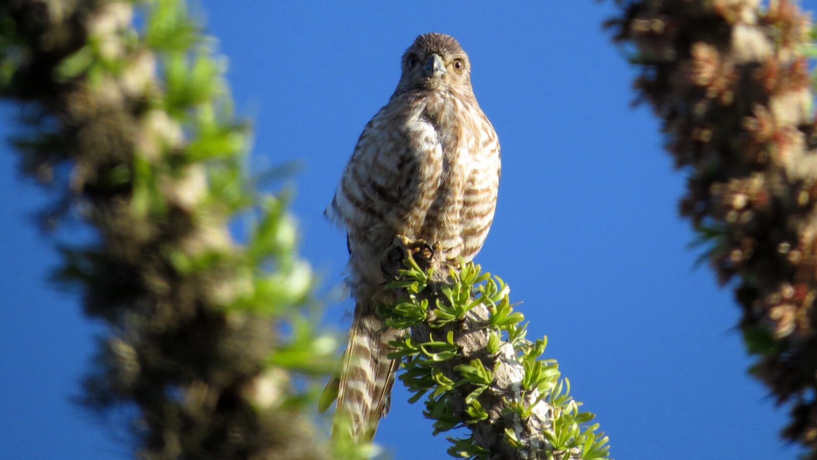 Banded Kestrel