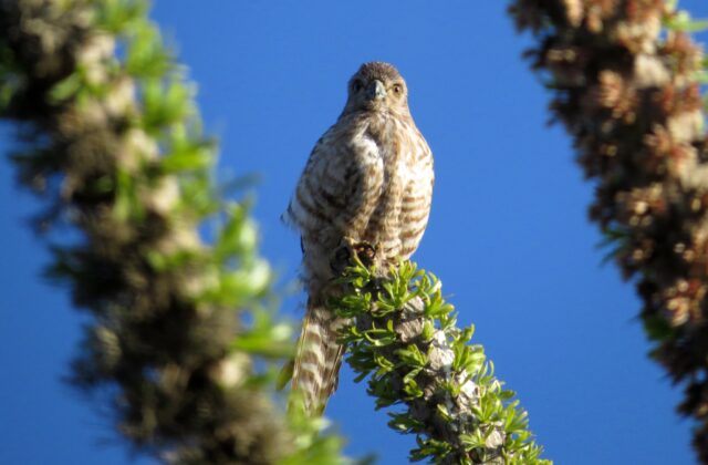 Banded Kestrel