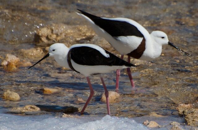 Banded Stilt