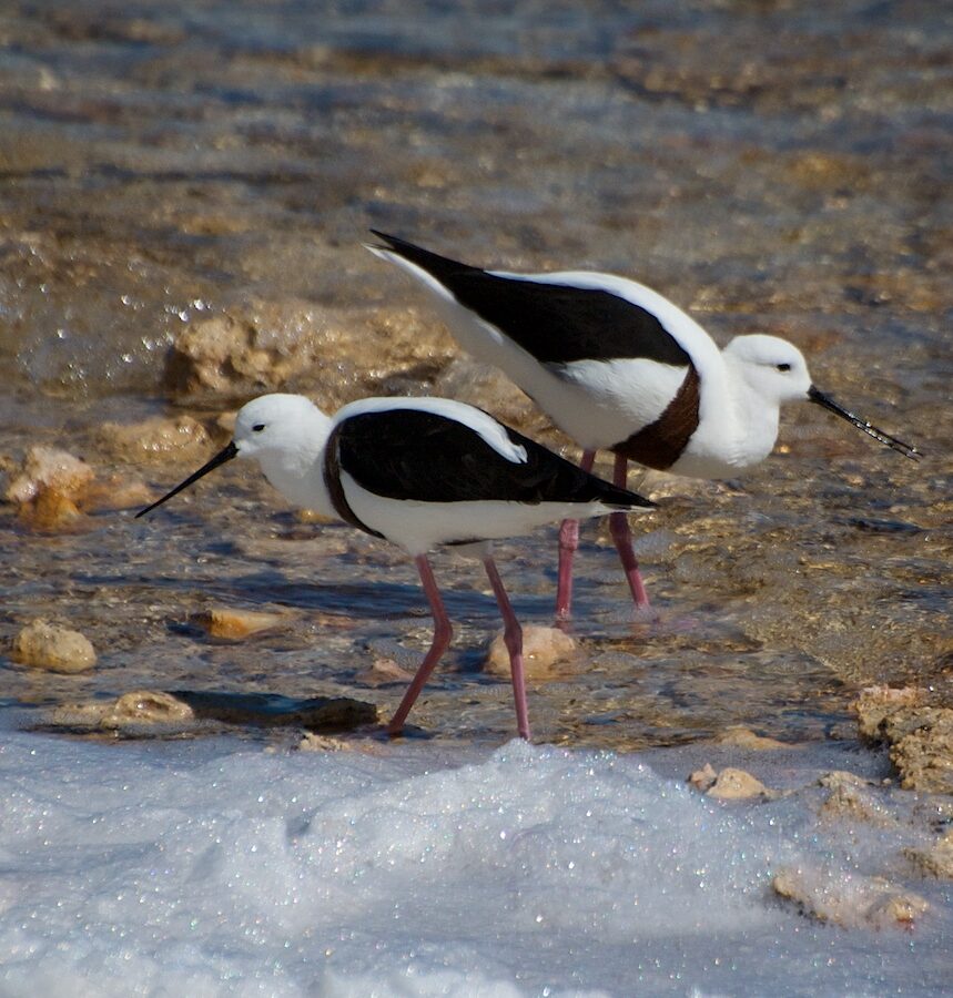 Banded Stilt