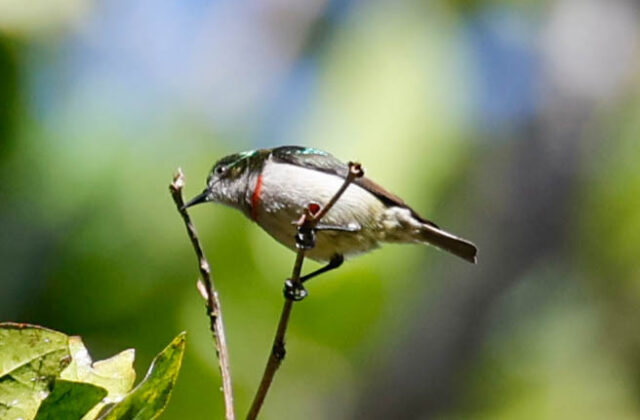 Banded Green Sunbird