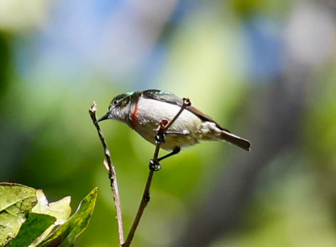 Banded Green Sunbird
