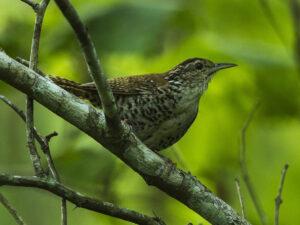 Banded Wren