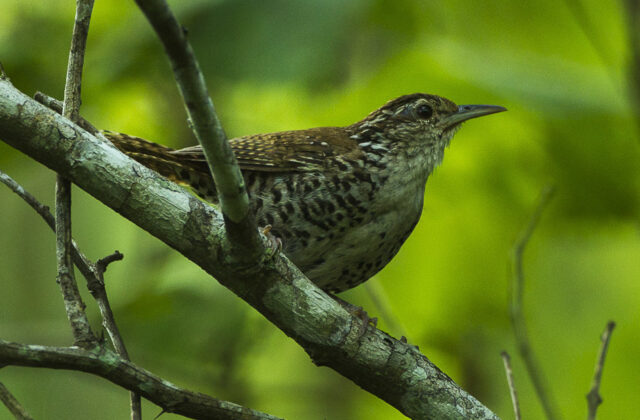 Banded Wren