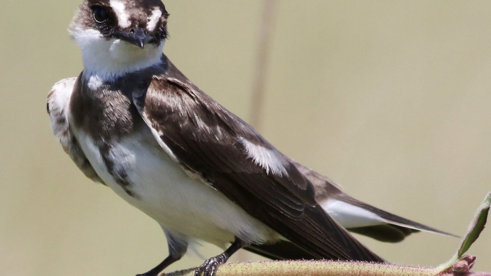 Banded Martin