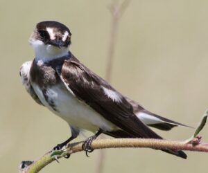 Banded Martin