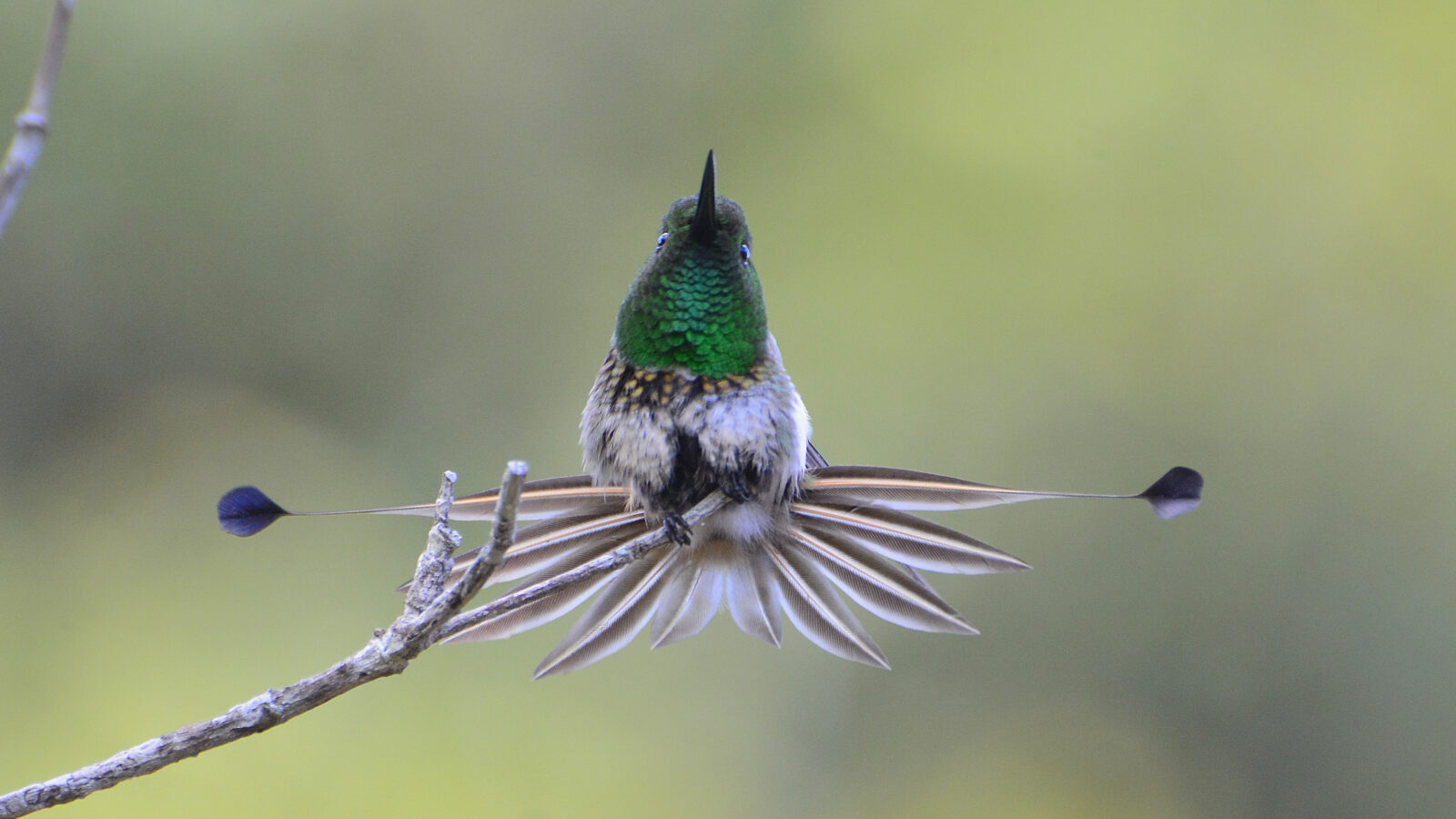 Racket-tipped Thorntail