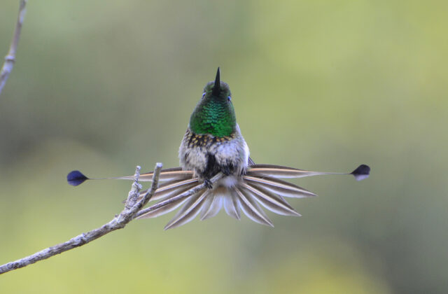 Racket-tipped Thorntail