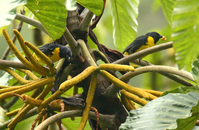 Blue-and-gold Tanager