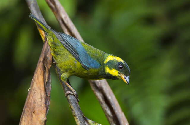 Gold-ringed Tanager