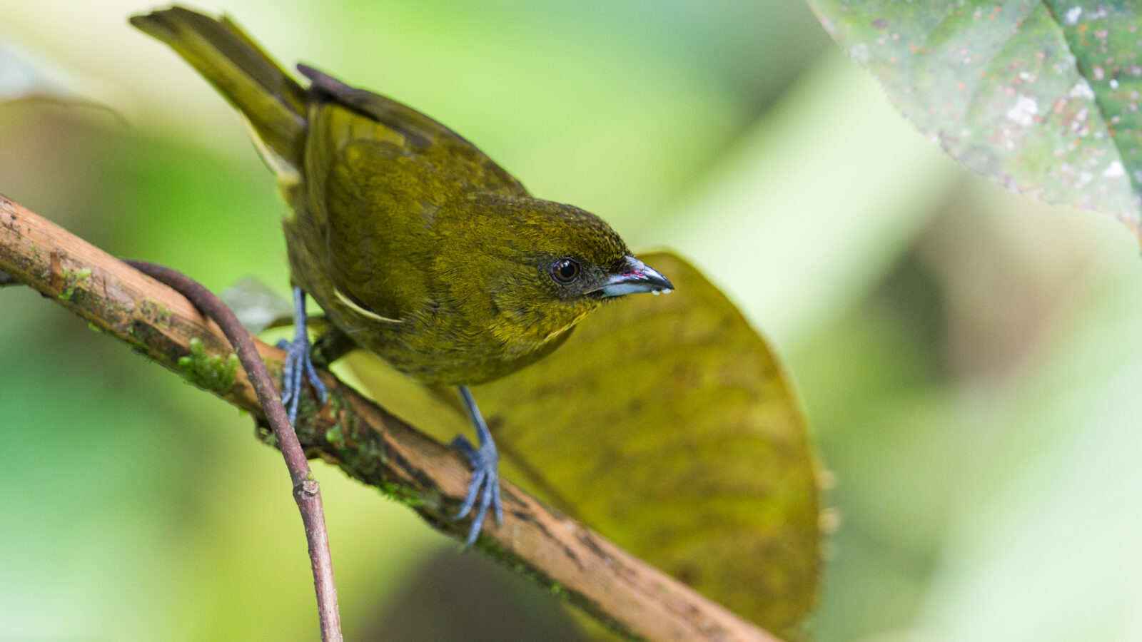 Yellow-green Tanager