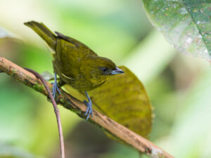 Yellow-green Tanager