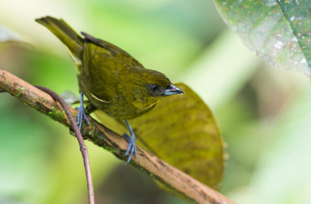 Yellow-green Tanager