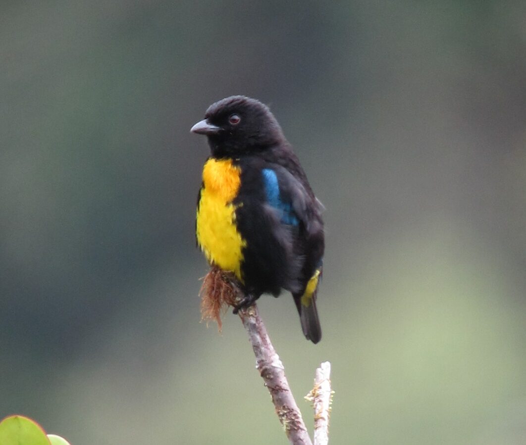 Black-and-gold Tanager