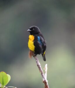 Black-and-gold Tanager