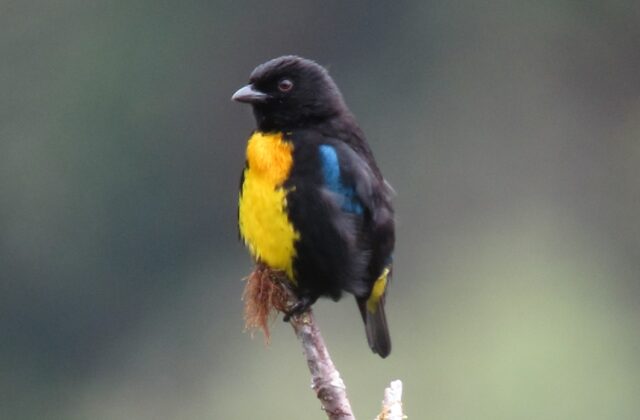 Black-and-gold Tanager