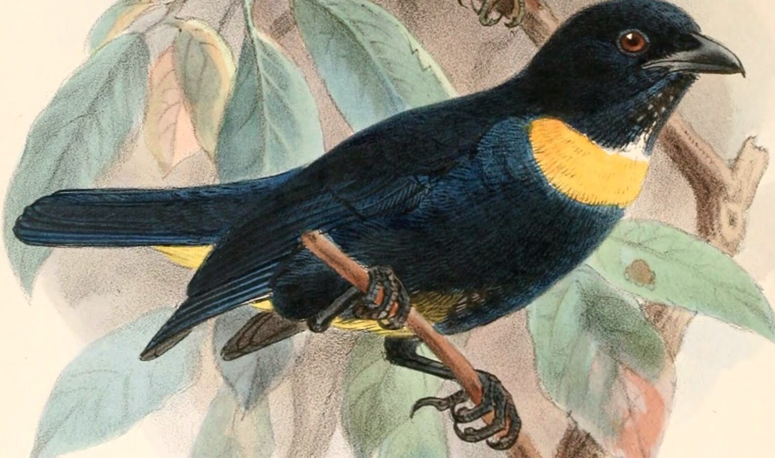 Golden-chested Tanager