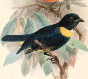Golden-chested Tanager
