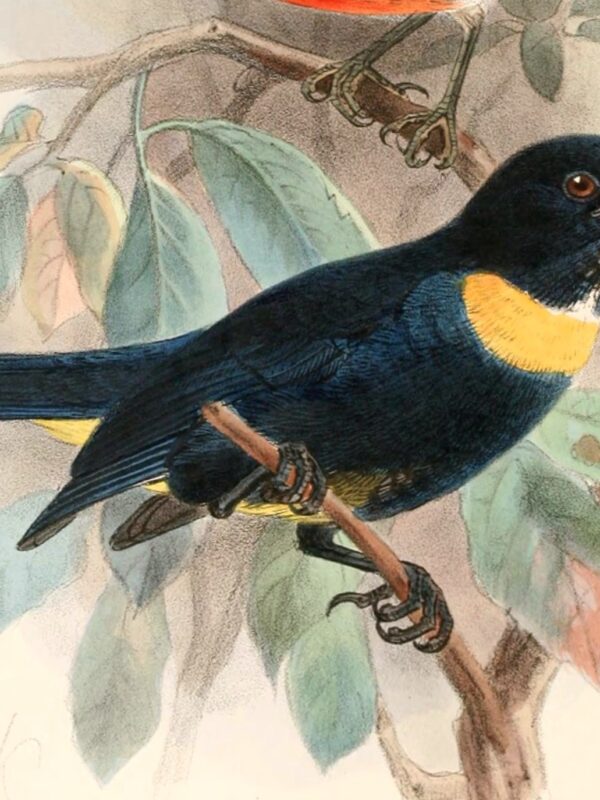 Golden-chested Tanager