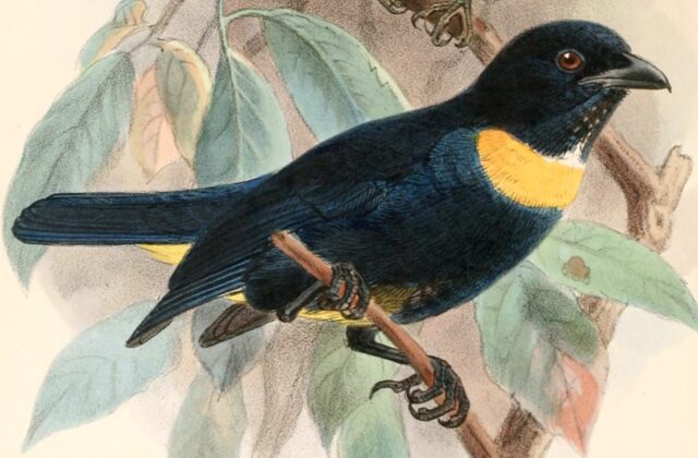 Golden-chested Tanager