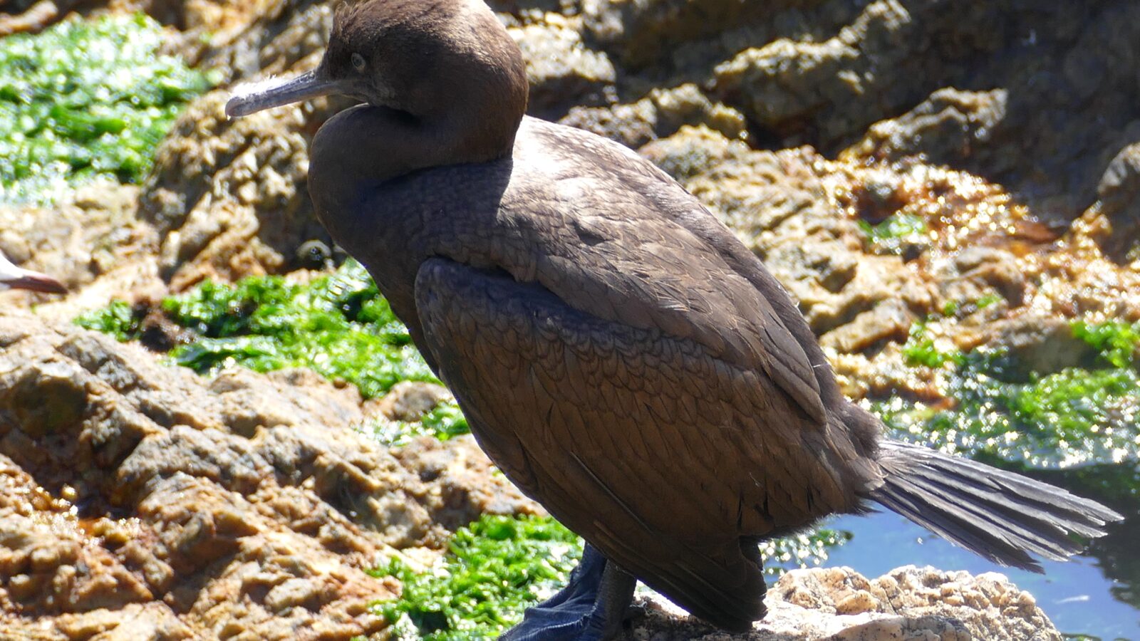 Bank Cormorant