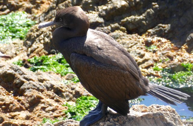 Bank Cormorant