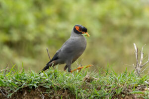 Bank Myna