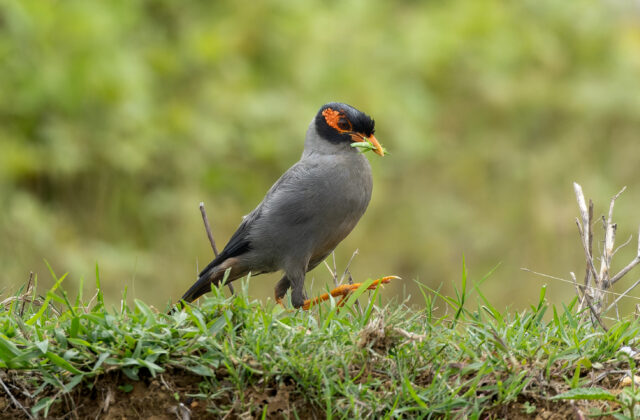 Bank Myna