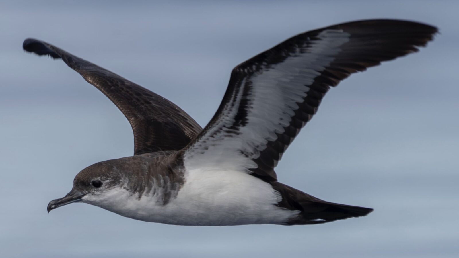 Bannerman’s Shearwater
