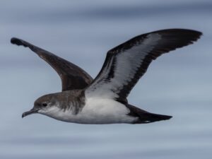 Bannerman’s Shearwater