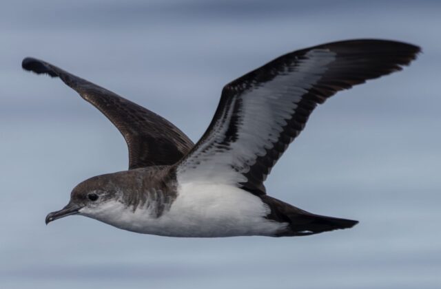 Bannerman’s Shearwater