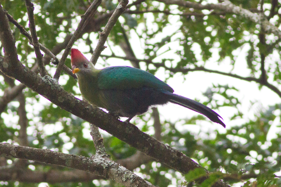 Bannerman’s Turaco