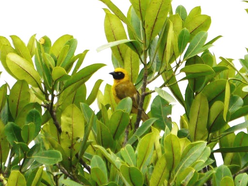Bannerman’s Weaver