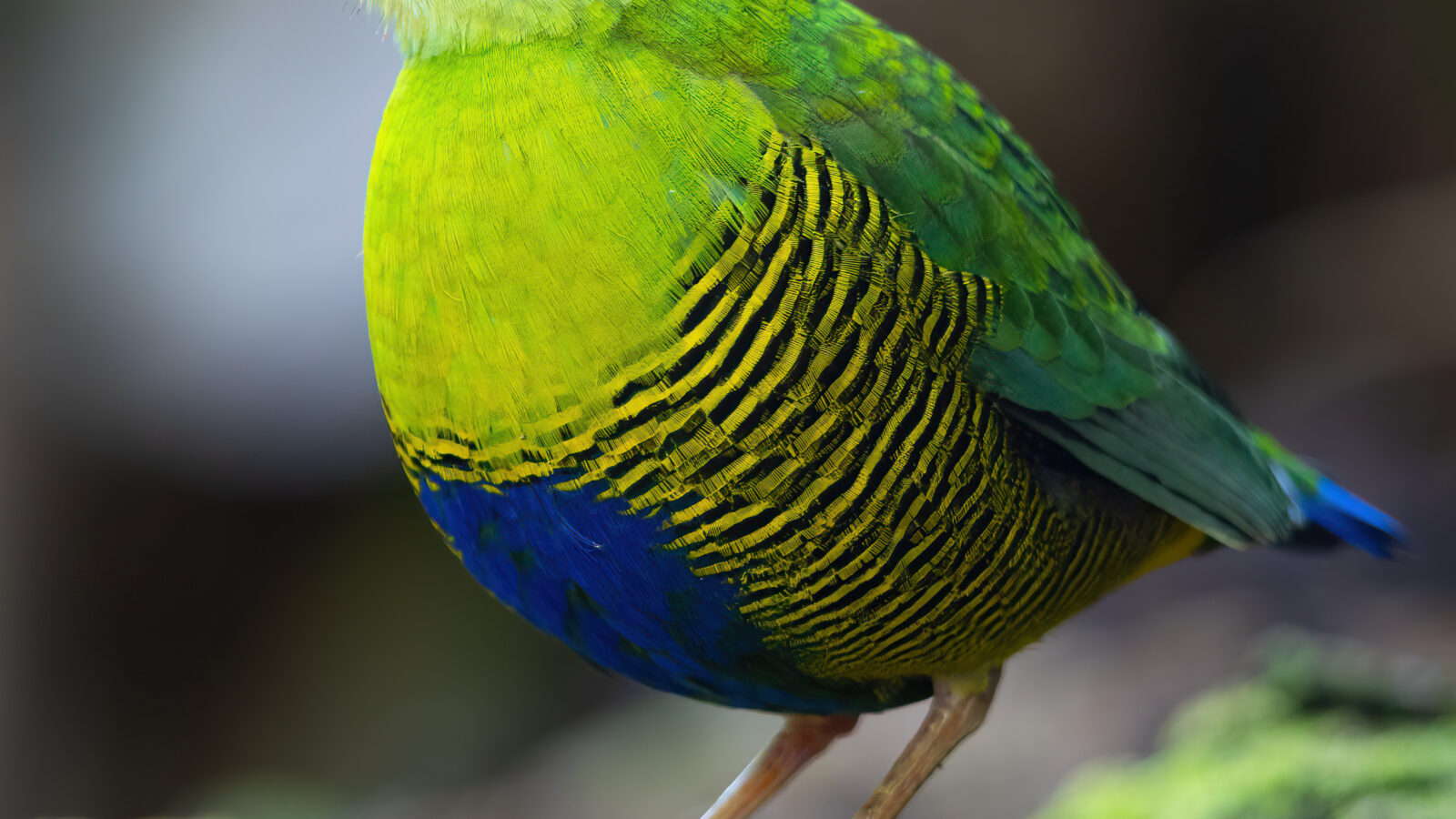 Bar-bellied Pitta
