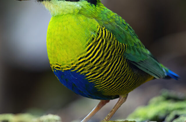Bar-bellied Pitta