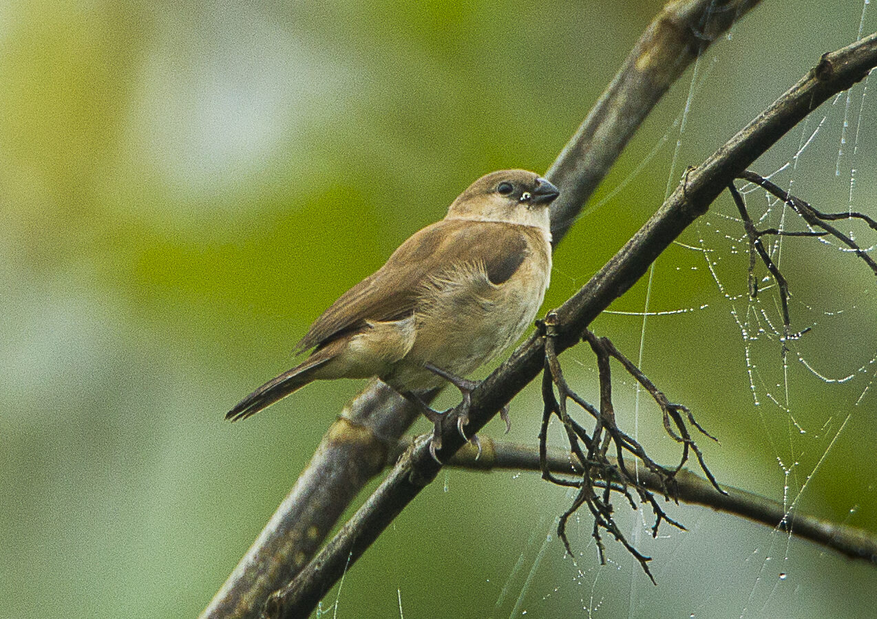 Bar-breasted Firefinch