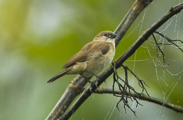 Bar-breasted Firefinch