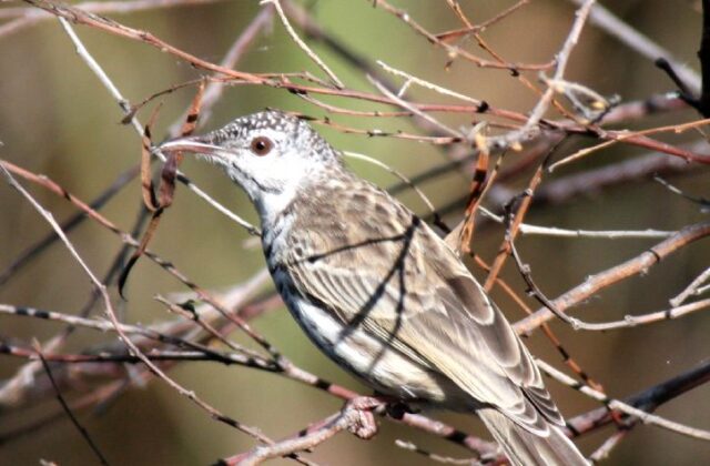 Bar-breasted Honeyeater