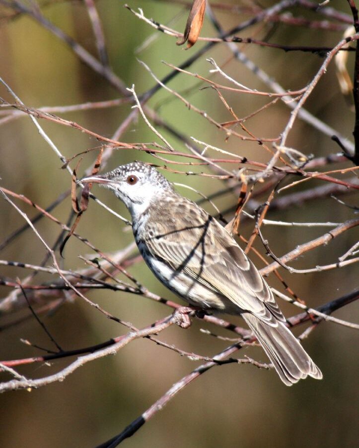 Bar-breasted Honeyeater