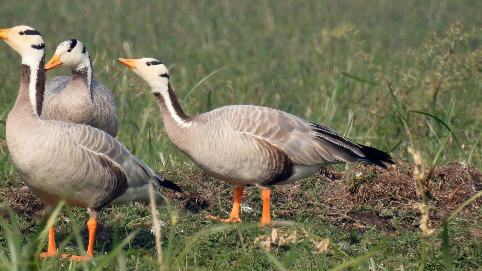 Bar-headed Goose