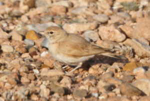 Bar-tailed Lark